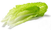 Lechuga